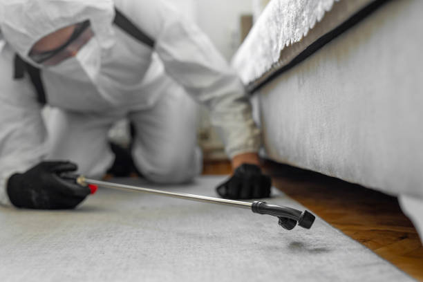 Professional Termite Control technician working in Willits, CA